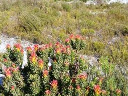 Mimetes cucullatus resprouter headstart after fire